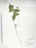 中文名:紫花鳳仙花(S013499)學名:Impatiens uniflora Hayata(S013499)中文別名:單花鳳仙花