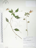 中文名:紫花鳳仙花(S013861)學名:Impatiens uniflora Hayata(S013861)中文別名:單花鳳仙花