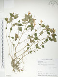 中文名:紫花鳳仙花(S016556)學名:Impatiens uniflora Hayata(S016556)中文別名:單花鳳仙花