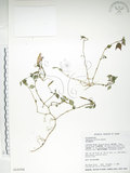 中文名:紫花鳳仙花(S016584)學名:Impatiens uniflora Hayata(S016584)中文別名:單花鳳仙花