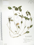 中文名:紫花鳳仙花(S017860)學名:Impatiens uniflora Hayata(S017860)中文別名:單花鳳仙花