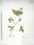 中文名:紫花鳳仙花(S018062)學名:Impatiens uniflora Hayata(S018062)中文別名:單花鳳仙花