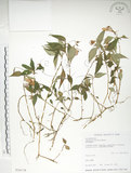 中文名:紫花鳳仙花(S026118)學名:Impatiens uniflora Hayata(S026118)中文別名:單花鳳仙花
