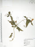 中文名:紫花鳳仙花(S028754)學名:Impatiens uniflora Hayata(S028754)中文別名:單花鳳仙花