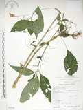 中文名:紫花鳳仙花(S032344)學名:Impatiens uniflora Hayata(S032344)中文別名:單花鳳仙花