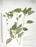 中文名:紫花鳳仙花(S032364)學名:Impatiens uniflora Hayata(S032364)中文別名:單花鳳仙花