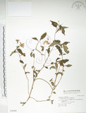 中文名:紫花鳳仙花(S036460)學名:Impatiens uniflora Hayata(S036460)中文別名:單花鳳仙花