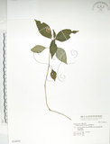 中文名:紫花鳳仙花(S036976)學名:Impatiens uniflora Hayata(S036976)中文別名:單花鳳仙花