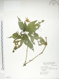 中文名:紫花鳳仙花(S049370)學名:Impatiens uniflora Hayata(S049370)中文別名:單花鳳仙花