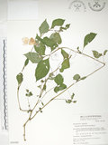 中文名:紫花鳳仙花(S050380)學名:Impatiens uniflora Hayata(S050380)中文別名:單花鳳仙花