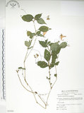 中文名:紫花鳳仙花(S053954)學名:Impatiens uniflora Hayata(S053954)中文別名:單花鳳仙花