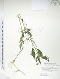 中文名:紫花鳳仙花(S069151)學名:Impatiens uniflora Hayata(S069151)中文別名:單花鳳仙花