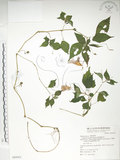 中文名:紫花鳳仙花(S069563)學名:Impatiens uniflora Hayata(S069563)中文別名:單花鳳仙花