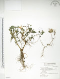 中文名:紫花鳳仙花(S069977)學名:Impatiens uniflora Hayata(S069977)中文別名:單花鳳仙花