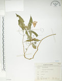 中文名:紫花鳳仙花(S075241)學名:Impatiens uniflora Hayata(S075241)中文別名:單花鳳仙花