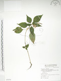 中文名:紫花鳳仙花(S076754)學名:Impatiens uniflora Hayata(S076754)中文別名:單花鳳仙花