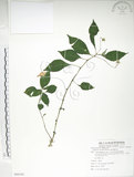 中文名:紫花鳳仙花(S086102)學名:Impatiens uniflora Hayata(S086102)中文別名:單花鳳仙花
