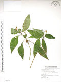 中文名:紫花鳳仙花(S088344)學名:Impatiens uniflora Hayata(S088344)中文別名:單花鳳仙花