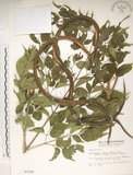 中文名:山菜豆(S003185)學名:Radermachia sinica (Hance) Hemsl.(S003185)英文名:Asia bell tree