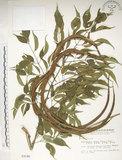 中文名:山菜豆(S003186)學名:Radermachia sinica (Hance) Hemsl.(S003186)英文名:Asia bell tree