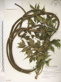 中文名:山菜豆(S017027)學名:Radermachia sinica (Hance) Hemsl.(S017027)英文名:Asia bell tree