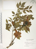 中文名:山菜豆(S017028)學名:Radermachia sinica (Hance) Hemsl.(S017028)英文名:Asia bell tree