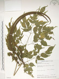 中文名:山菜豆(S034231)學名:Radermachia sinica (Hance) Hemsl.(S034231)英文名:Asia bell tree