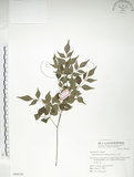 中文名:山菜豆(S064230)學名:Radermachia sinica (Hance) Hemsl.(S064230)英文名:Asia bell tree
