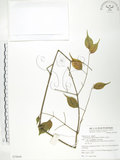 中文名:山菜豆(S079649)學名:Radermachia sinica (Hance) Hemsl.(S079649)英文名:Asia bell tree