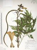 中文名:山菜豆(S088010)學名:Radermachia sinica (Hance) Hemsl.(S088010)英文名:Asia bell tree