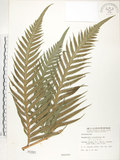 中文名:臺灣狗脊蕨(P000391)學名:Woodwardia orientalis Sw.(P000391)英文名:Oriental chain fern
