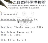 中文名:臺灣狗脊蕨(P001066)
