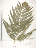 中文名:臺灣狗脊蕨(P001066)學名:Woodwardia orientalis Sw.(P001066)英文名:Oriental chain fern
