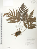 中文名:臺灣狗脊蕨(P001285)學名:Woodwardia orientalis Sw.(P001285)英文名:Oriental chain fern