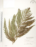 中文名:臺灣狗脊蕨(P002508)學名:Woodwardia orientalis Sw.(P002508)英文名:Oriental chain fern