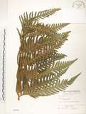 中文名:臺灣狗脊蕨(P002528)學名:Woodwardia orientalis Sw.(P002528)英文名:Oriental chain fern