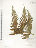 中文名:臺灣狗脊蕨(P002530)學名:Woodwardia orientalis Sw.(P002530)英文名:Oriental chain fern