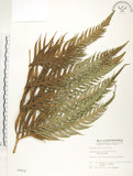 中文名:臺灣狗脊蕨(P002532)學名:Woodwardia orientalis Sw.(P002532)英文名:Oriental chain fern