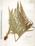 中文名:臺灣狗脊蕨(P002533)學名:Woodwardia orientalis Sw.(P002533)英文名:Oriental chain fern