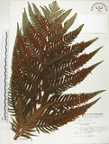 中文名:臺灣狗脊蕨(P002900)學名:Woodwardia orientalis Sw.(P002900)英文名:Oriental chain fern