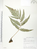 中文名:臺灣狗脊蕨(P003135)學名:Woodwardia orientalis Sw.(P003135)英文名:Oriental chain fern