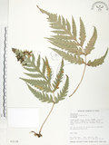 中文名:臺灣狗脊蕨(P003136)學名:Woodwardia orientalis Sw.(P003136)英文名:Oriental chain fern