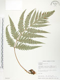 中文名:臺灣狗脊蕨(P003137)學名:Woodwardia orientalis Sw.(P003137)英文名:Oriental chain fern