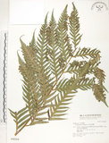 中文名:臺灣狗脊蕨(P004266)學名:Woodwardia orientalis Sw.(P004266)英文名:Oriental chain fern