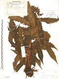 中文名:臺灣狗脊蕨(P005375)學名:Woodwardia orientalis Sw.(P005375)英文名:Oriental chain fern