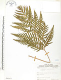 中文名:臺灣狗脊蕨(P007477)學名:Woodwardia orientalis Sw.(P007477)英文名:Oriental chain fern