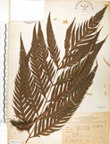 中文名:臺灣狗脊蕨(P007478)學名:Woodwardia orientalis Sw.(P007478)英文名:Oriental chain fern