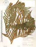 中文名:臺灣狗脊蕨(P007480)學名:Woodwardia orientalis Sw.(P007480)英文名:Oriental chain fern