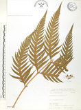 中文名:臺灣狗脊蕨(P007481)學名:Woodwardia orientalis Sw.(P007481)英文名:Oriental chain fern