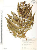 中文名:臺灣狗脊蕨(P007526)學名:Woodwardia orientalis Sw.(P007526)英文名:Oriental chain fern